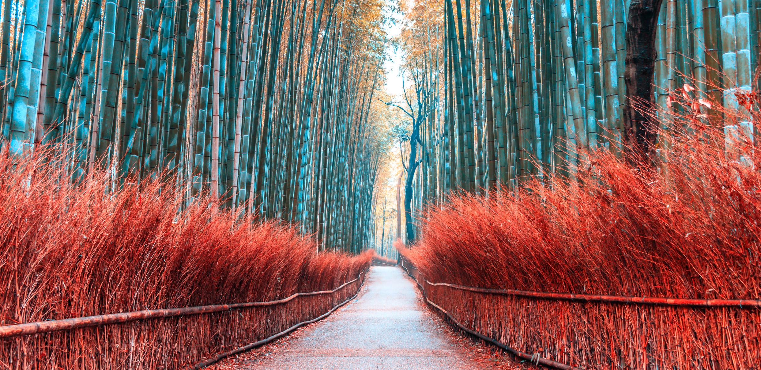 Japan Bamboo Shrine